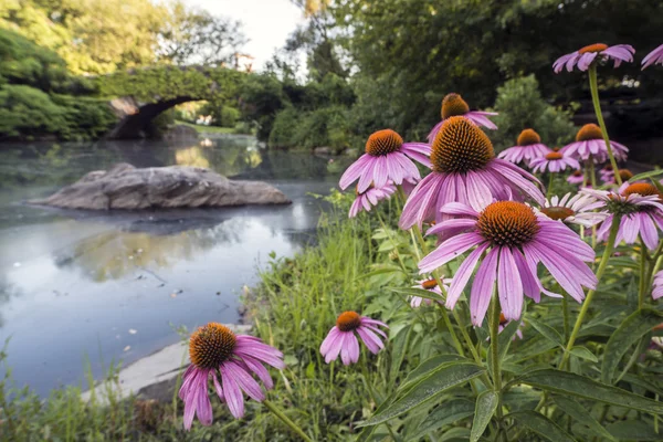 Gapstow bridge Central Park, New York City