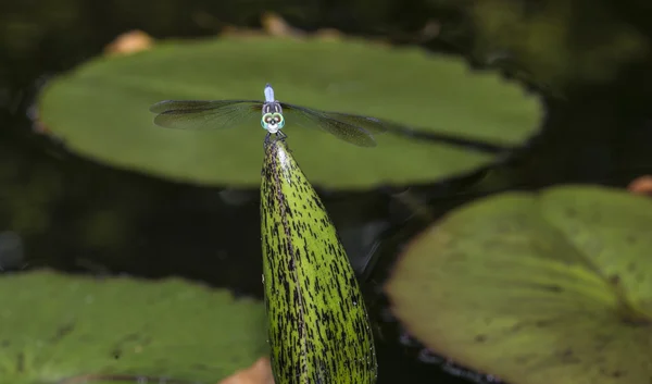 Darner verde o Darner verde común (Anax junius ) — Foto de Stock