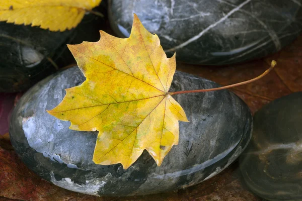 Esdoornblad op rots — Stockfoto