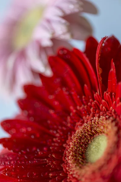 Barberton daisy(Gerbera jamesonii) — Stock Photo, Image