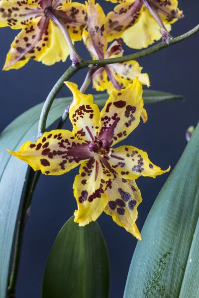 Odontocidium Wildcat — Fotografia de Stock