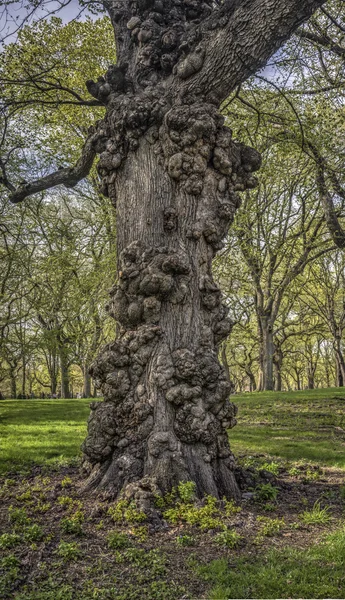 Very old Tree — Stock Photo, Image