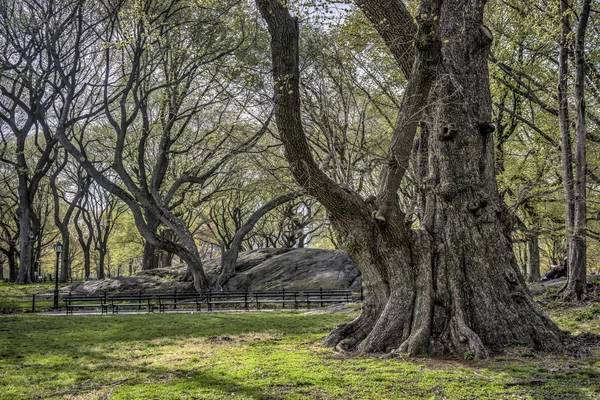 Zeer oude boom — Stockfoto