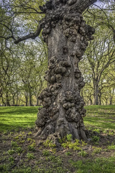 Très vieil arbre — Photo