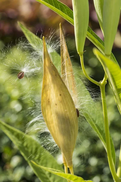 Süt çocuğu bitki, asclepias 'tuberosa' tohumu pod — Stok fotoğraf