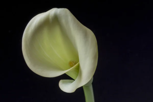 Zantedeschia aethiopica, calla lily — Stock Photo, Image