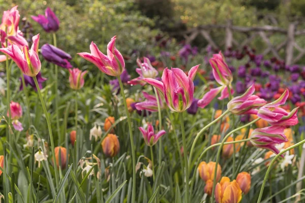 Flower garden in spring — Stock Photo, Image