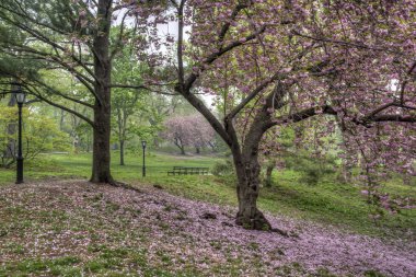 Prunus serrulata veya Japon kiraz