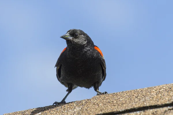 Rotflügelamsel (Agelaius phoeniceus)) — Stockfoto