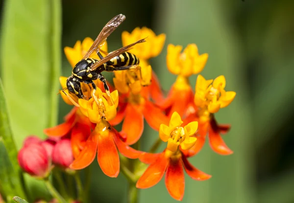 Gele jas of yellowjacket — Stockfoto