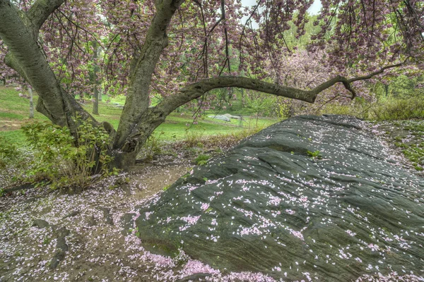 Prunus serrulata eller japanska körsbär — Stockfoto