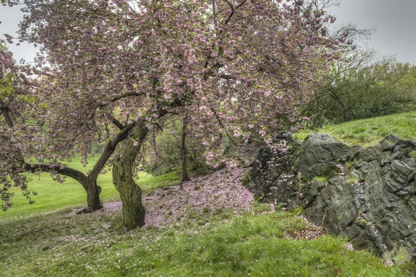 Prunus serrulata eller japanska körsbär — Stockfoto