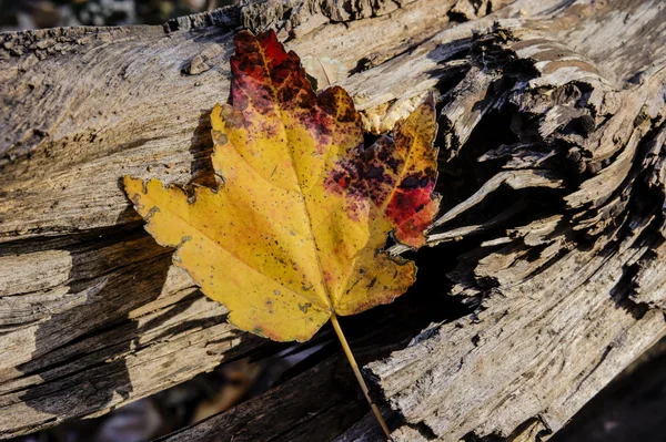 Feuille d'érable — Photo