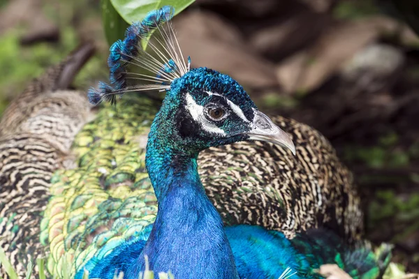 Male Indian Peacock — Stock Photo, Image