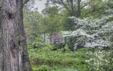 Central Park, New York Şehri
