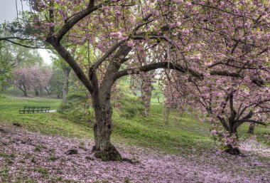 Prunus serrulata veya Japon kiraz