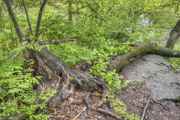 Central Park, Νέα Υόρκη — Φωτογραφία Αρχείου