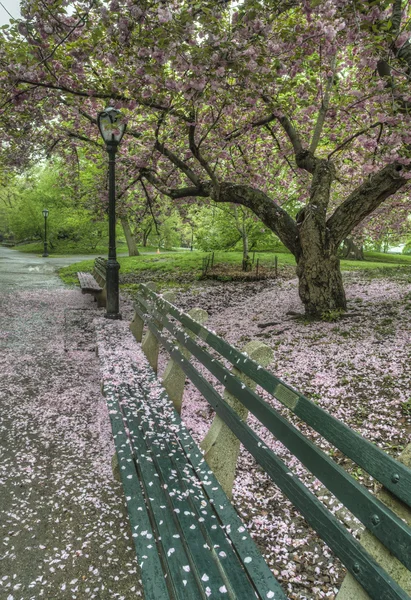 Prunus serrulata ou cereja japonesa — Fotografia de Stock