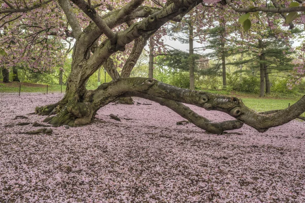 Prunus serrulata nebo japonská třešeň — Stock fotografie