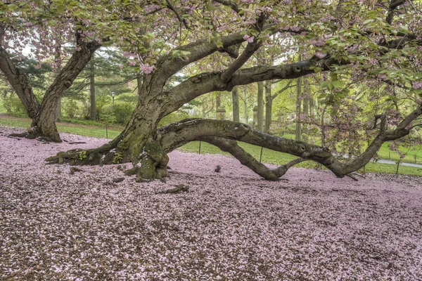 Prunus serrulata nebo japonská třešeň — Stock fotografie