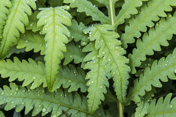 Ferns — Stock Photo, Image