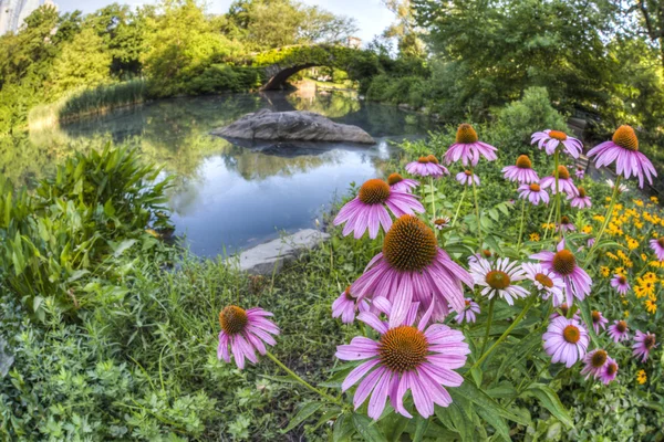 Gapstow overbruggen central park, new york city — Stockfoto