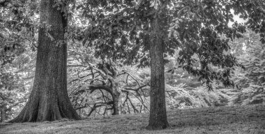 Central Park, New York Şehri