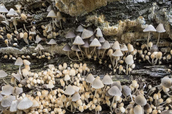 Coprinopsis variegata, tapa de tinta escamosa —  Fotos de Stock