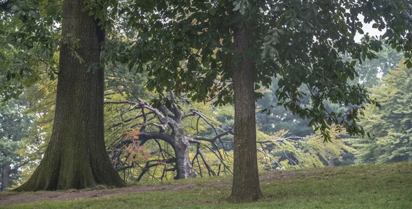 Central Park, Nova Iorque — Fotografia de Stock