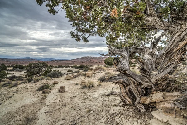 Castle Valley Utah — Stock Photo, Image