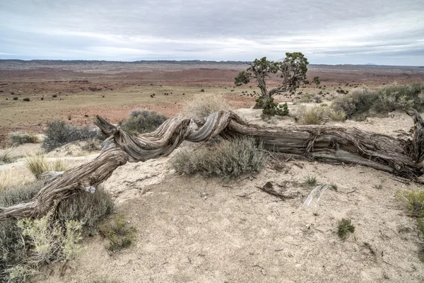 Castle Valley Utah — Stock Photo, Image