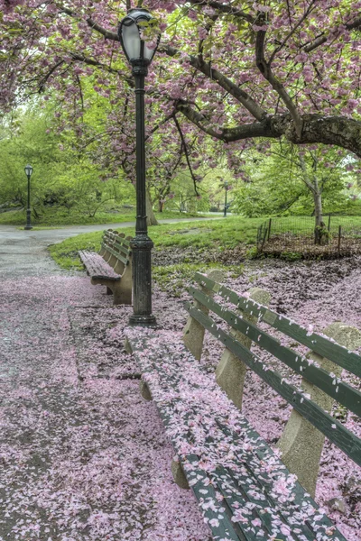 Escena de primavera en Central Park — Foto de Stock