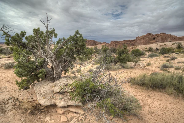 Arches National Park — Stock Photo, Image