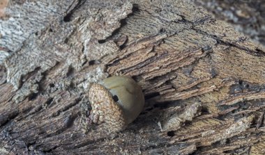 meşe palamudu ile sonbahar yaprak