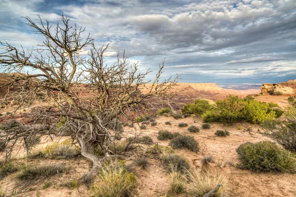 Canyonlands nemzeti park — Stock Fotó