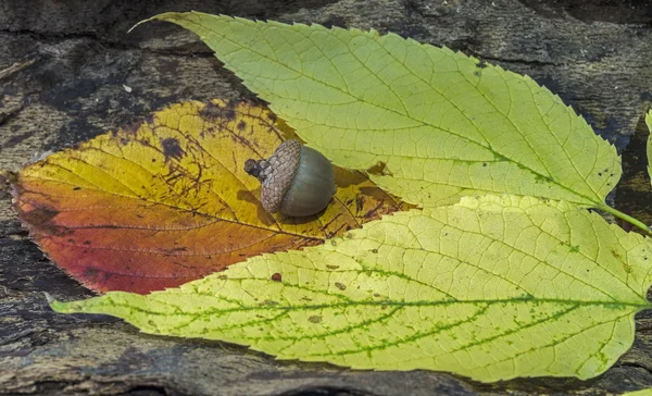 Autumn leaf with acorn — Stock Photo, Image