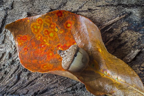 Autumn leaf with acorn — Stock Photo, Image