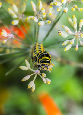 Monarchn Caterpillar, larva, Lepidoptera