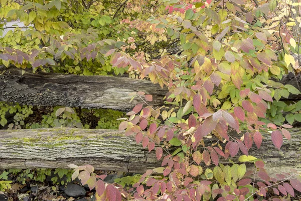 Herfstbos — Stockfoto