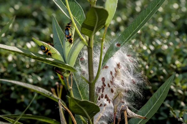 Milkweed plant, Asclepias 'Tuberosa' — Stock Photo, Image