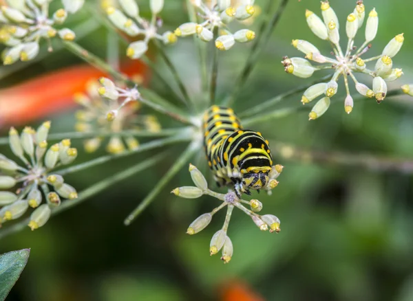 Bruco monarca, larva, lepidotteri — Foto Stock