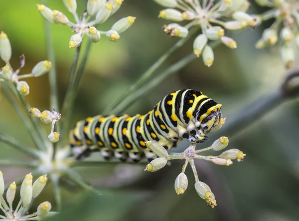 Monarchn 卡特彼勒，幼虫鳞翅目 — 图库照片