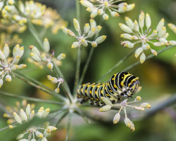 Monarchn 卡特彼勒，幼虫鳞翅目 — 图库照片