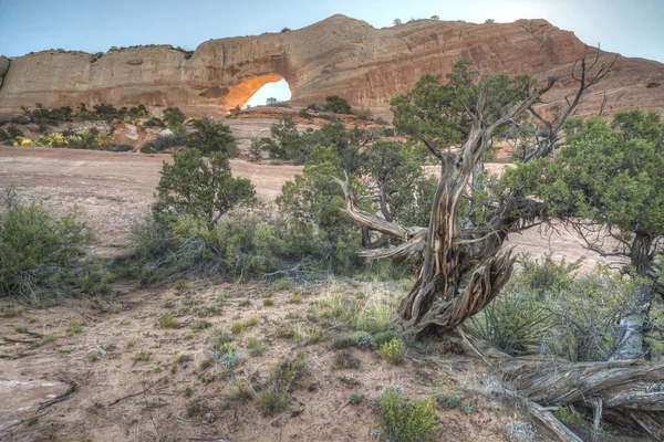 Wilson boog — Stockfoto