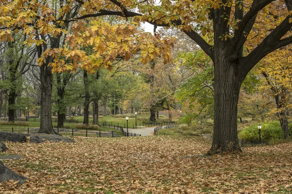 Central Park, New York város — Stock Fotó