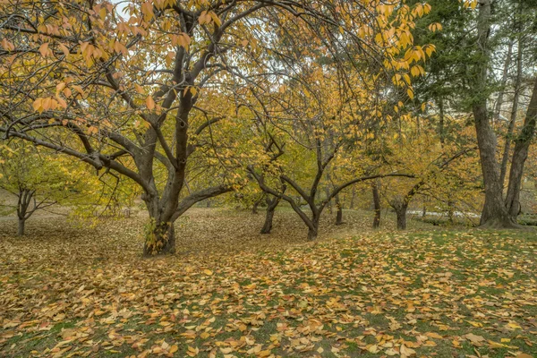 Central Park, Nueva York — Foto de Stock