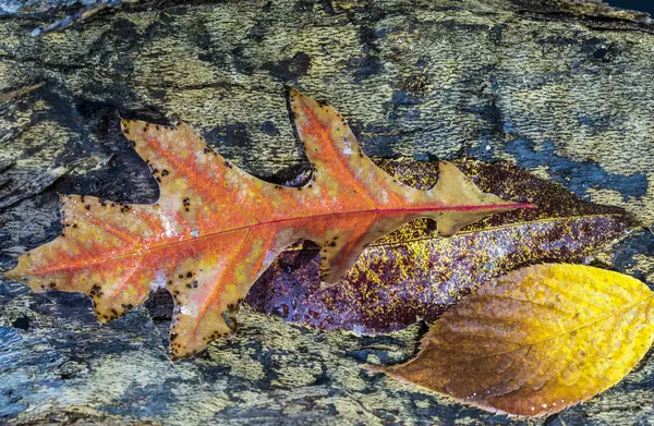 Laves de otoño — Foto de Stock