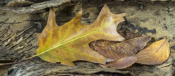 Hojas de otoño — Foto de Stock