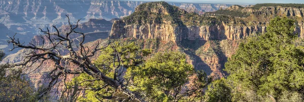 Grand Canyon, north rim — Stockfoto