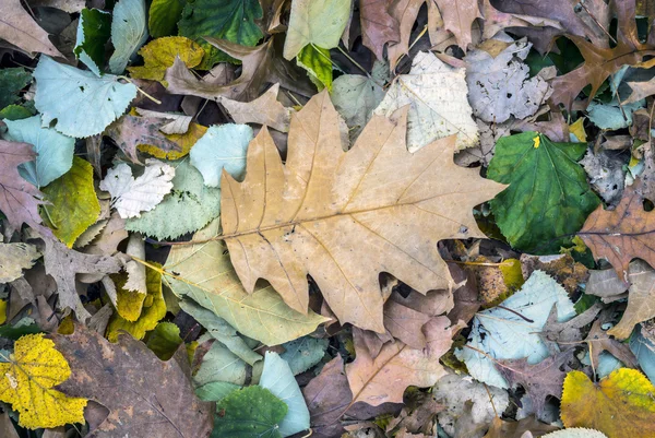 Hojas de otoño — Foto de Stock